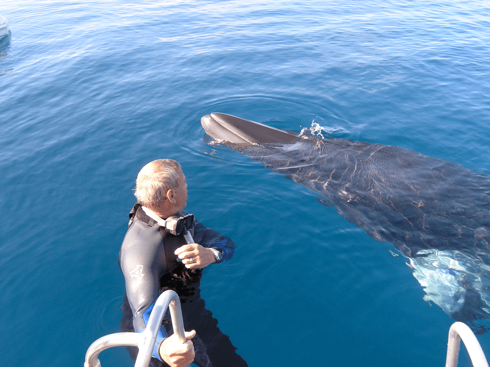 [Translate to Englisch:] John Rumney mit Minke Whale