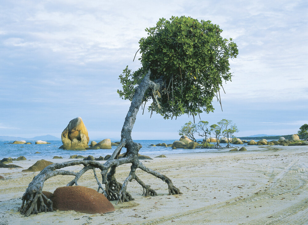 Baum am Strand