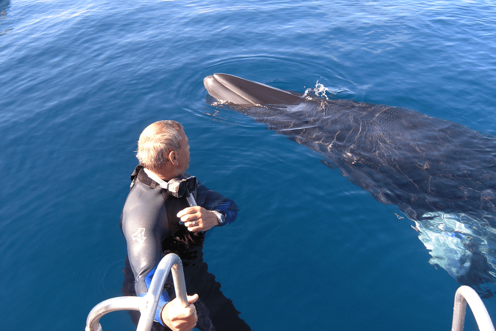 [Translate to Englisch:] Mann mit Minke Whale Great Barrier Reef