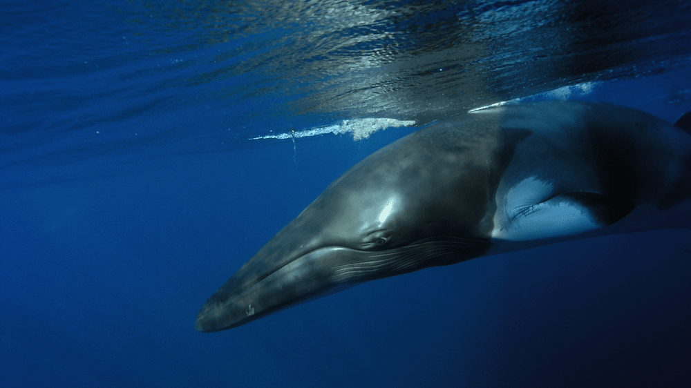 [Translate to Englisch:] Minke Whale im Meer