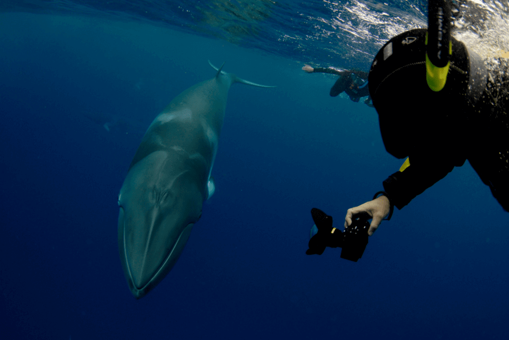 [Translate to Englisch:] Schnorchler mit Minke Whale Great Barrier Reef