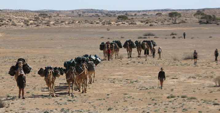 People Walking Alongside Camels In Desert Safari From Afar.