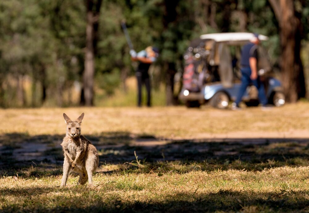 Kangaroo auf Golfplatz