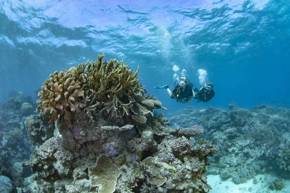 Underwater View of Snorkelers By Coral Reefs, Dreamtime, Dive and Snorkel, Tourism and Events Queensland.