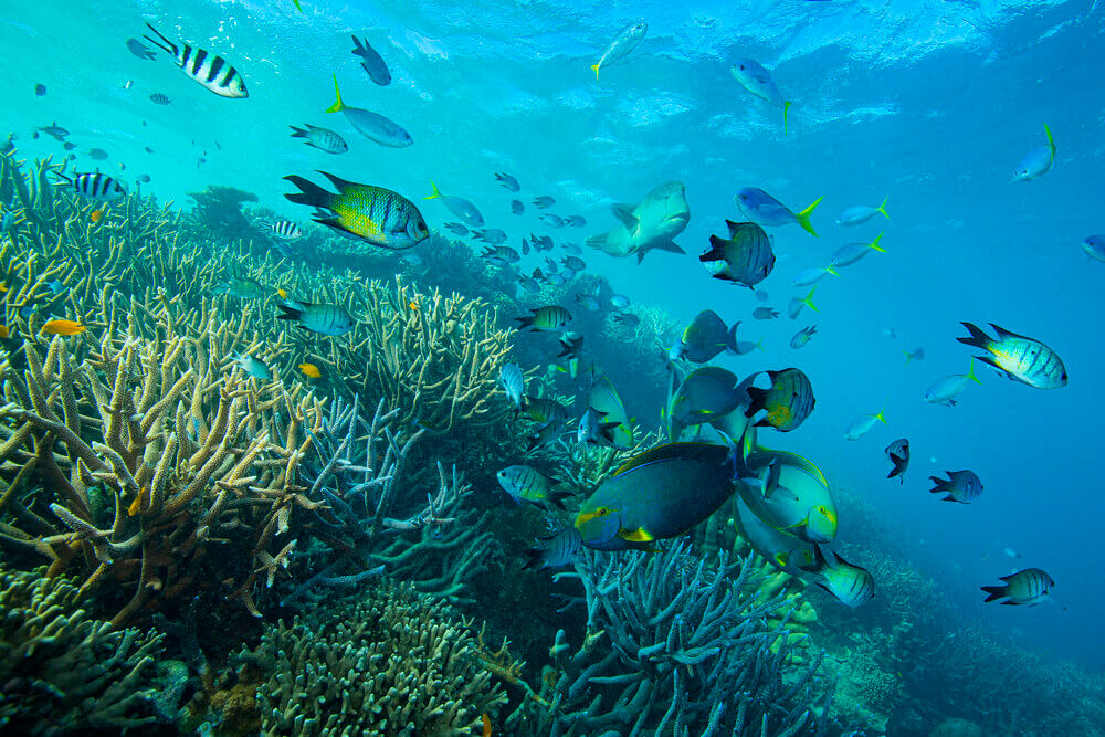 Fische im Great Barrier Reef