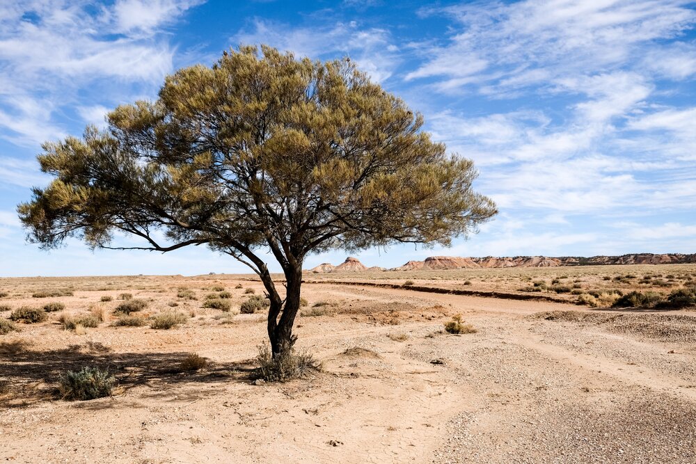 Baum in der Sandwüste