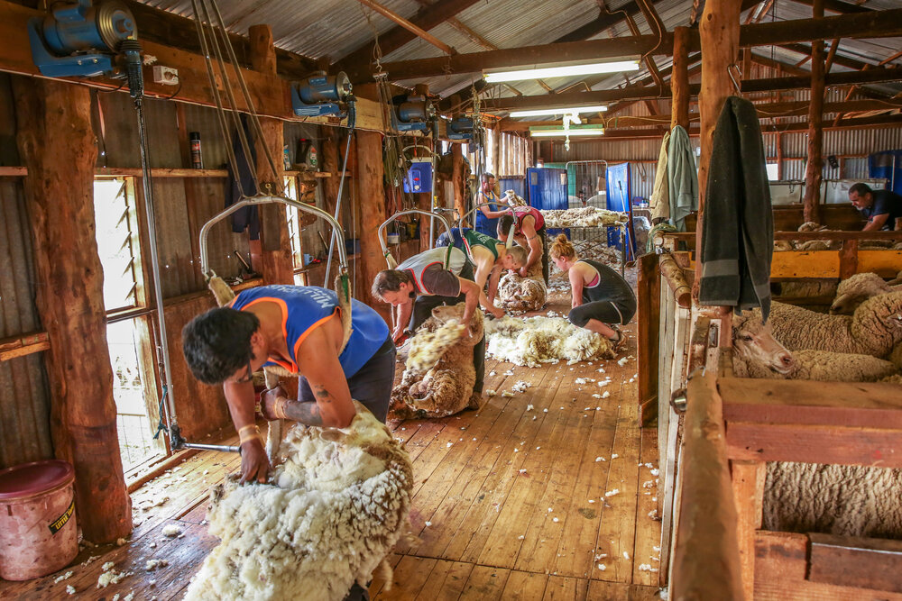 Schäfer beim scheeren ihrer Schafe