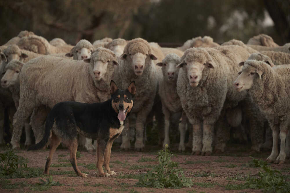 Hirtehund vor einer Herde Schafe