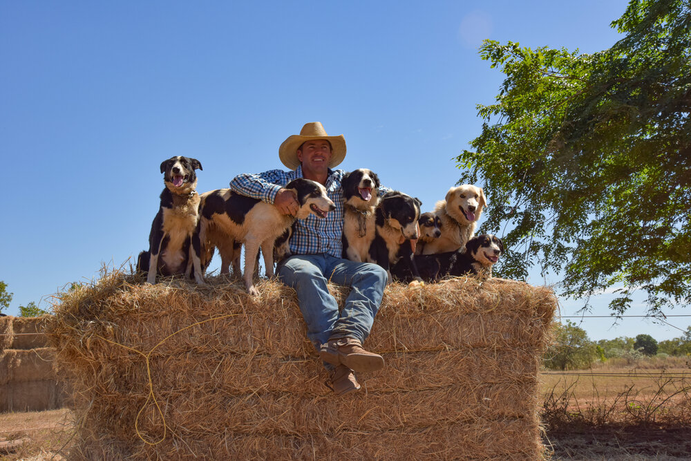 Farmer mit seinen Australian Shepherd Hunden