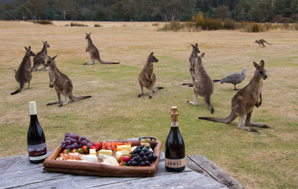 [Translate to Englisch:] Kangaroos beim Picknick