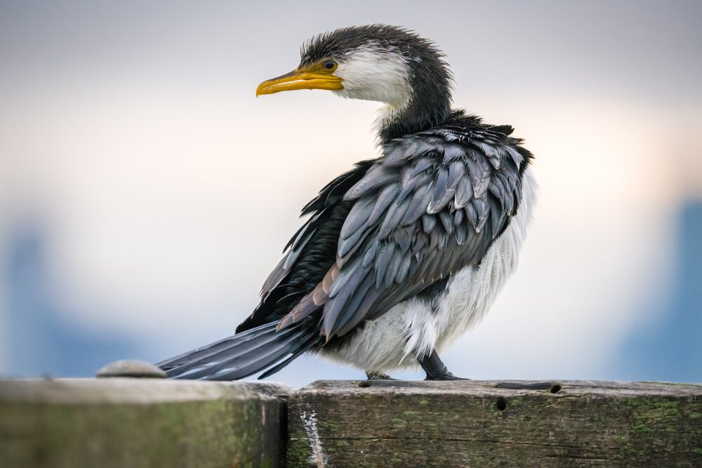 Small Bird On Perched On Wooden Board, Port Melbourne, Mark Galer Unsplash.