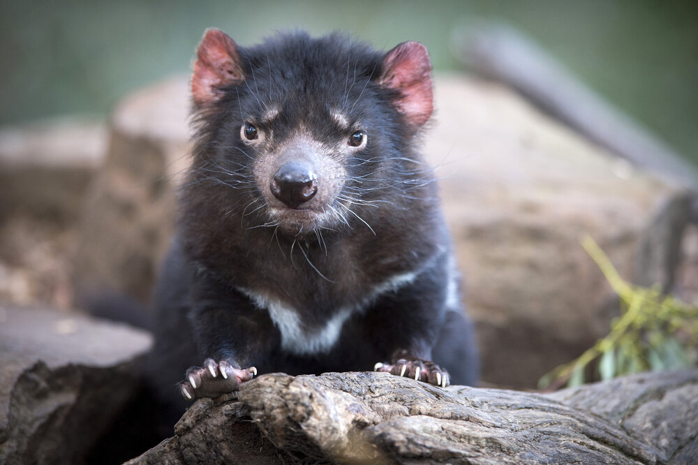 [Translate to Englisch:] Tasmanian Devil Bonorong 