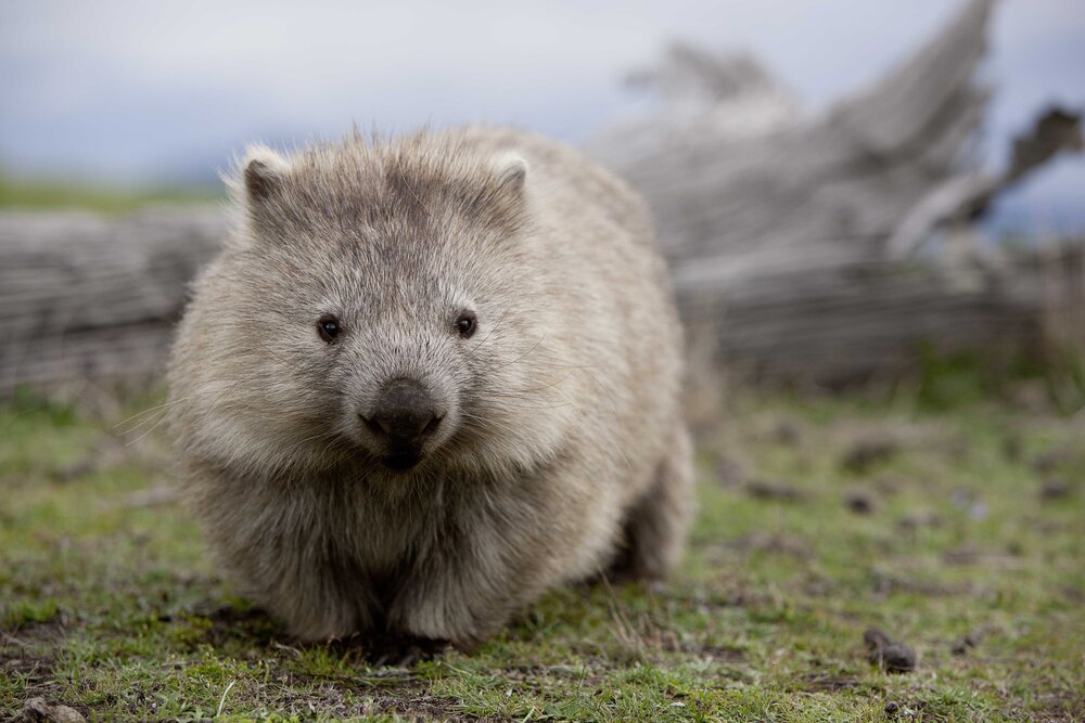 [Translate to Englisch:] Wombat im Gras