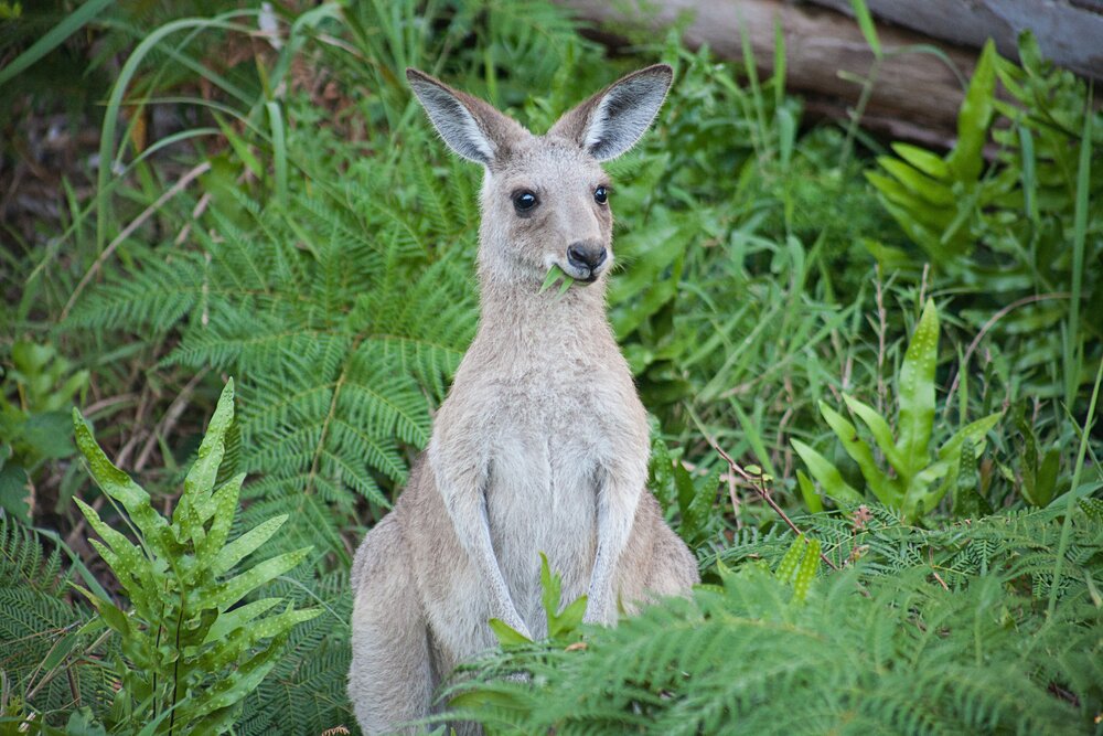 Kangaroo im Gebüsch