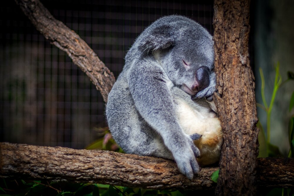 Koala schläft auf einem Baum