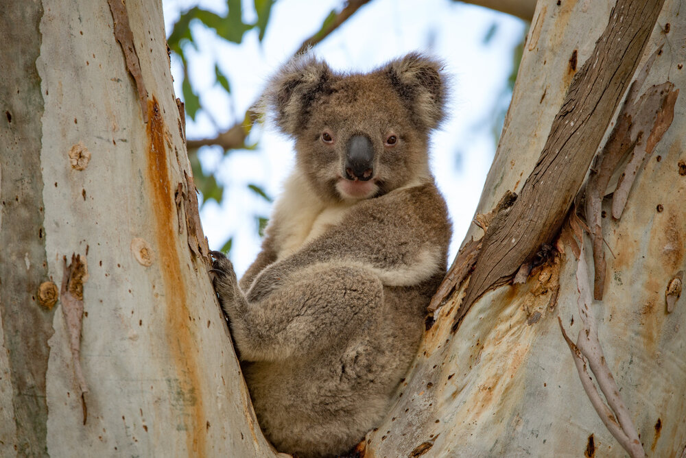 Koala sitzt zwischen zwei Ästen