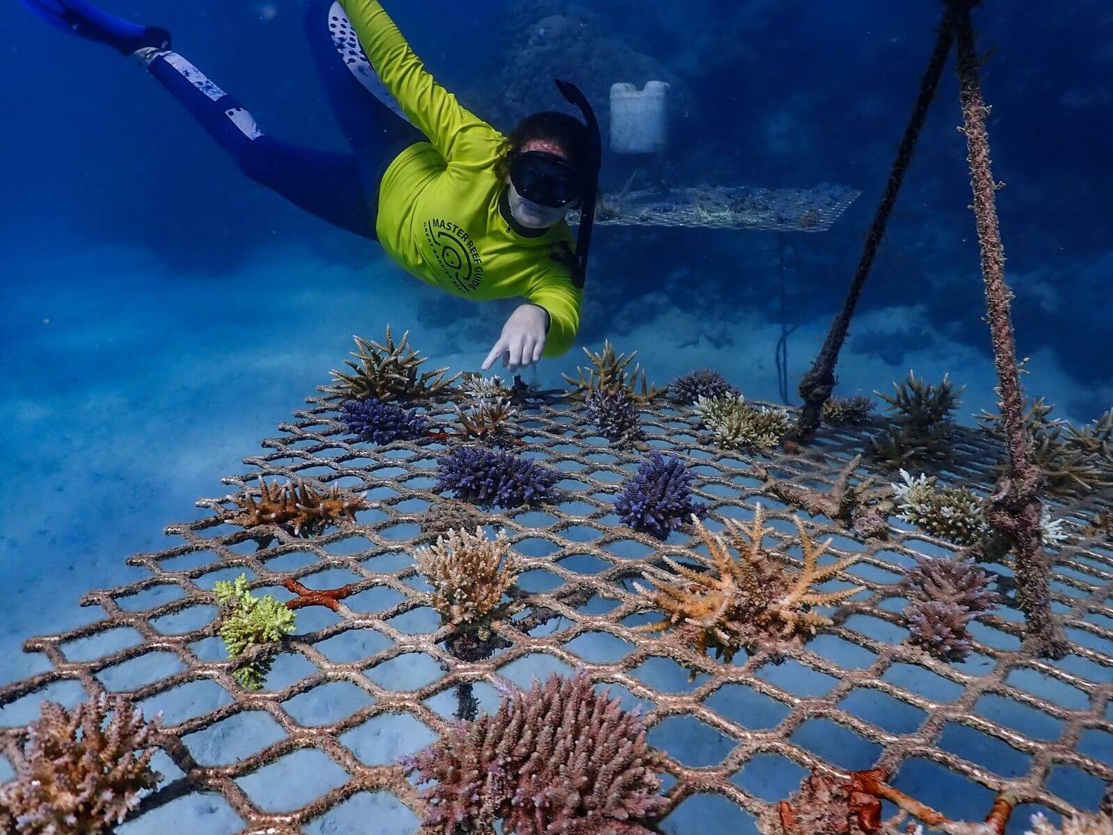 Underwater Shot Of Diver By Coral Reefs On Metal Platform.