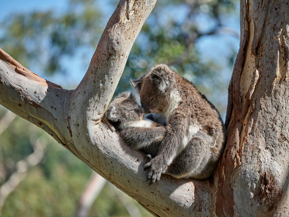 Koala Mum sits with her baby on a tree branch