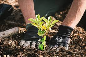 Close Up View Of Person With Gloves Planting A Small Plant In Dirt.